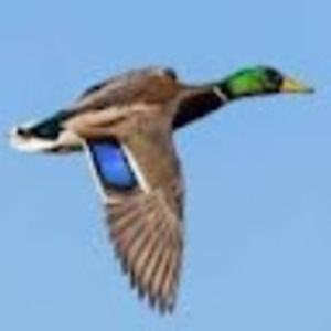 Meet your Posher, Dan